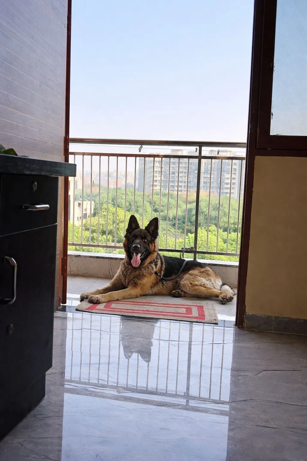Pet resting peacefully in a cage-free home environment