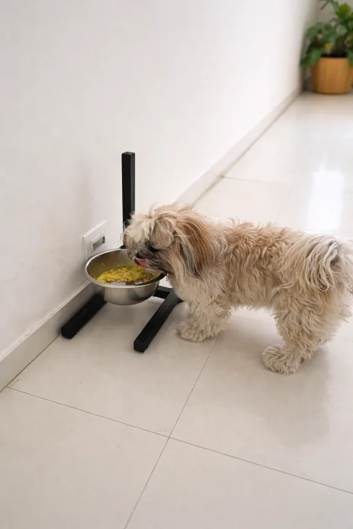 Dogs playing together